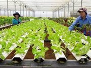Hoạt động SHTT ở các địa phương chưa đồng đều